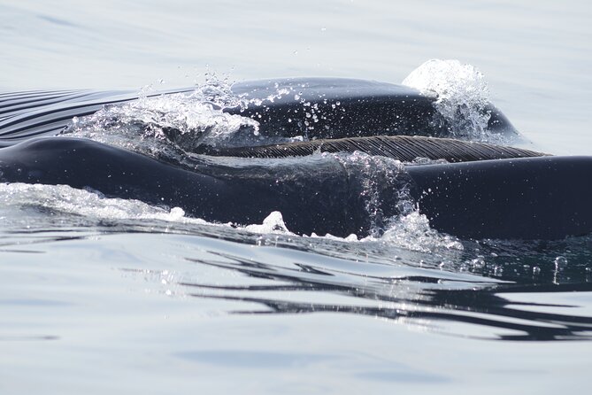 Feathers & Scales - Small group advantage: why max 12 people matters for wildlife viewing