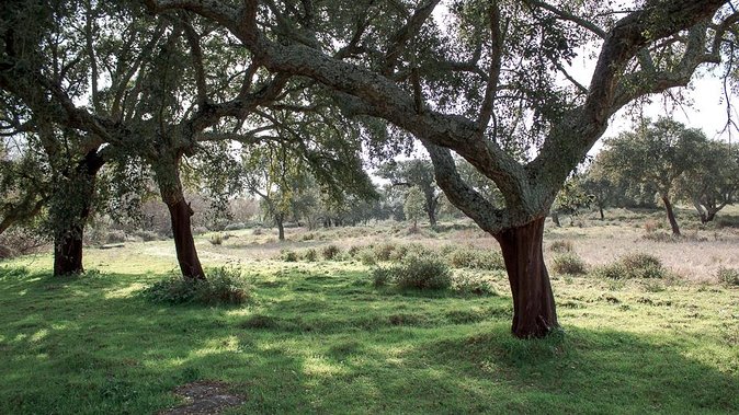 From Lisbon to Alentejo: Évora and Megaliths Full-Day Tour - Praca do Giraldo: your lunch window and time to wander