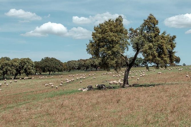 From Lisbon to Alentejo: Évora and Megaliths Full-Day Tour - Almendres Cromlech: prehistoric stones with a story