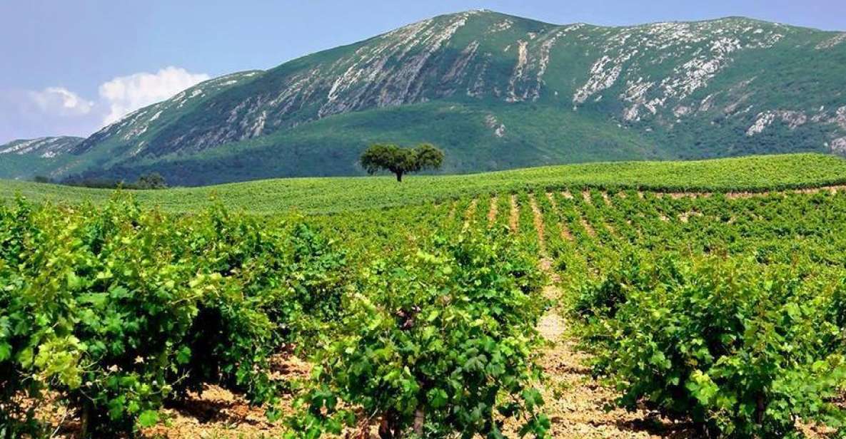Full Day Private Wine Tour in Arrabida - Who this private tour fits best