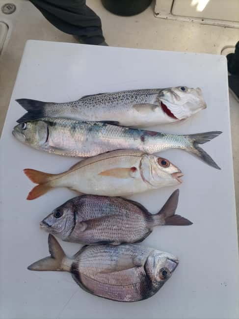 Half Day Fishing Trip - First Steps at Marina de Cascais: Gate H and a Quick Start