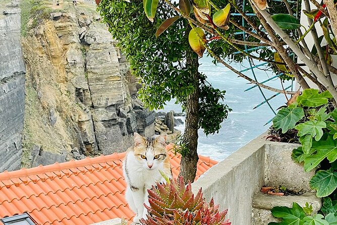 Half-Day Tour in Cascais / Sintra with Brunch and Wine Tasting - Stop 1: Moinho Dom Quixote Brunch and the Joy of a Real Pause