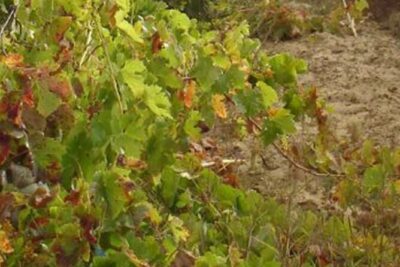 Half-Day Tour in Cascais / Sintra with Brunch and Wine Tasting - The Route: Why This Half-Day Works