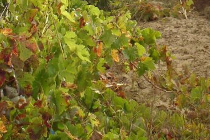 Half-Day Tour in Cascais / Sintra with Brunch and Wine Tasting - The Route: Why This Half-Day Works