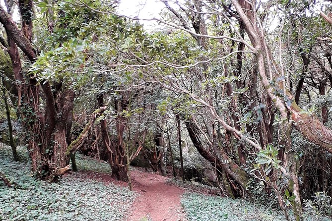 Hiking in Sintra-Cascais Natural Park - From Cascais Train Station to the Hiking Start