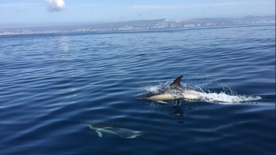 Lisbon: Arrábida Natural Park Dolphin Watching Boat Tour - Key points worth knowing before you go