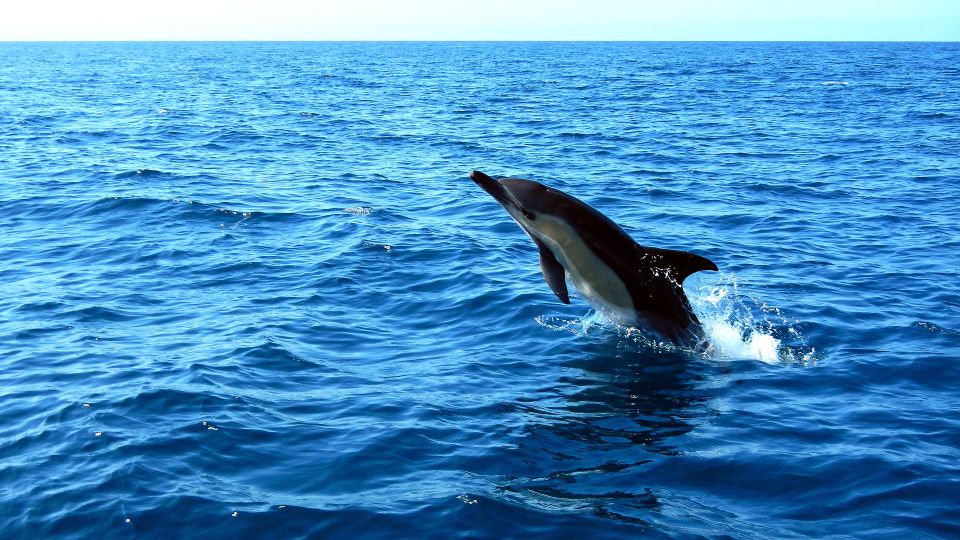 Lisbon: Arrábida Natural Park Dolphin Watching Boat Tour - Final call: should you book this dolphin watching tour?