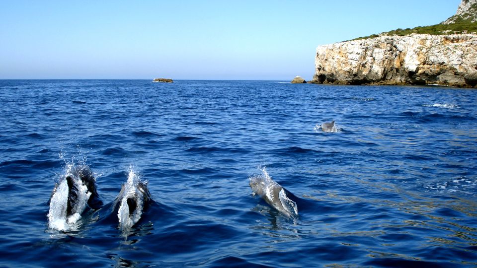 Lisbon: Arrábida Natural Park Dolphin Watching Boat Tour - Arrábida Natural Park dolphins: why this tour feels special