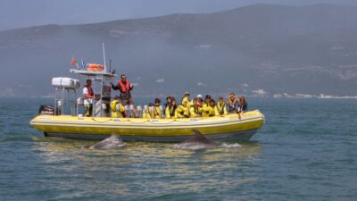 Lisbon: Arrábida Natural Park Dolphin Watching Boat Tour - Sesimbra vs. Lisbon pickup: timing that actually helps