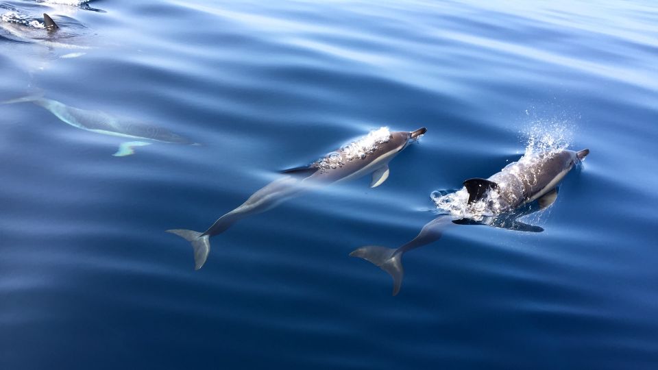 Lisbon: Arrábida Natural Park Dolphin Watching Boat Tour - The dolphin search in the marine reserve: what the spotting really looks like