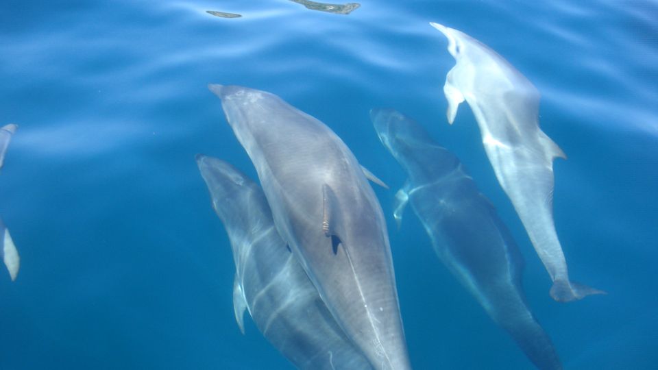Lisbon: Arrábida Natural Park Dolphin Watching Boat Tour - Coastline stops, caves, and the regional pastry break