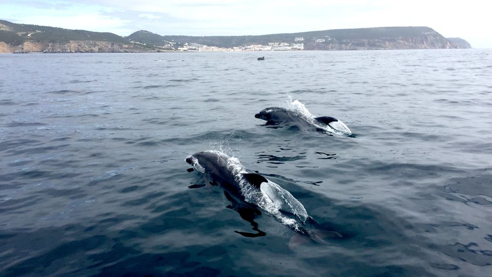 Lisbon: Arrábida Natural Park Dolphin Watching Boat Tour - What you’ll notice most about the guides (Marta, Mario, Jessica and more)