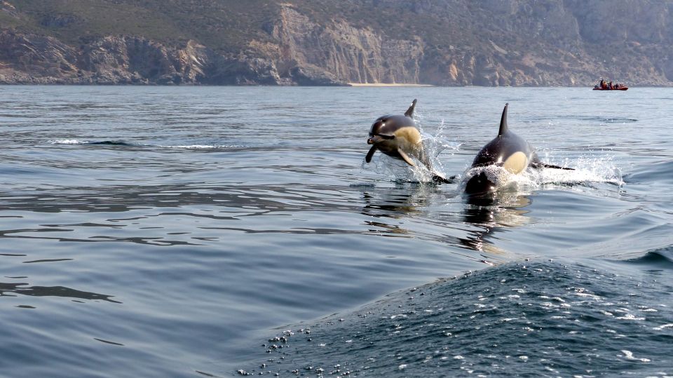 Lisbon: Arrábida Natural Park Dolphin Watching Boat Tour - Price and value: does $58 feel fair for what you get?