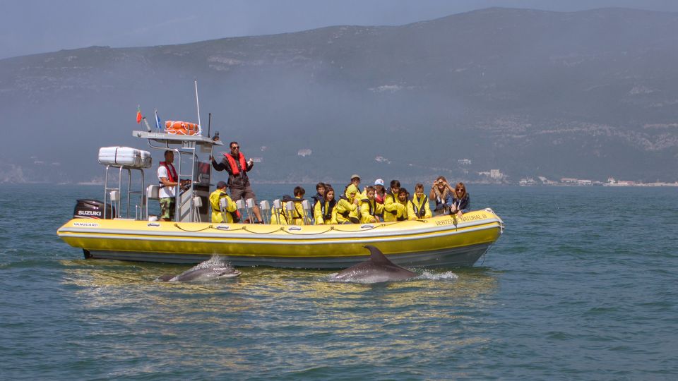 Lisbon: Arrábida Natural Park Dolphin Watching Boat Tour - Sesimbra vs. Lisbon pickup: timing that actually helps