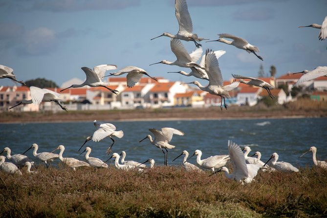 Lisbon : Birdwatching Boat Tour - Tagus Estuary - Key Things to Know Before You Go