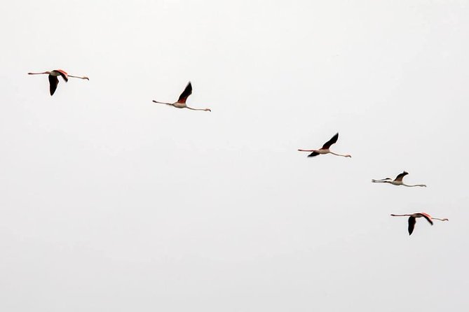 Lisbon : Birdwatching Boat Tour - Tagus Estuary - Why the Tagus Estuary Birding Feels Special So Close to Lisbon