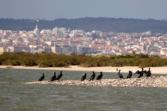 Lisbon : Birdwatching Boat Tour - Tagus Estuary - Praça do Comércio (Terreiro do Paco): The Quick Lisbon Hit