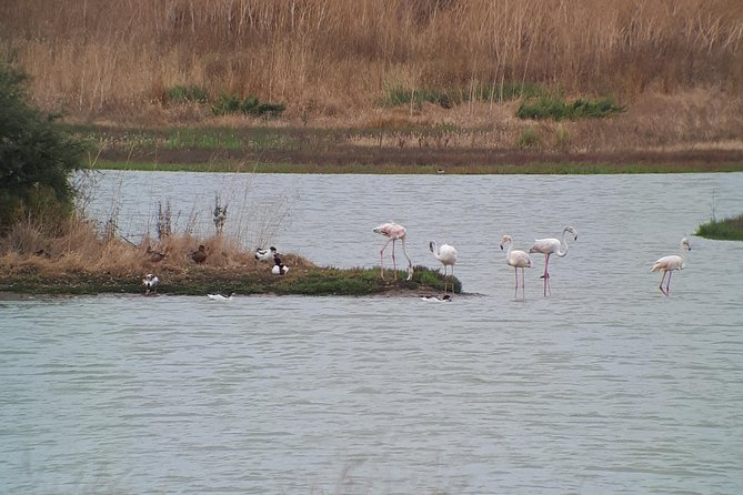 Lisbon : Birdwatching Boat Tour - Tagus Estuary - What You Might See: Flamingos, Herons, and Lifelist Wins