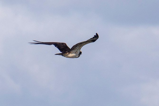 Lisbon : Birdwatching Boat Tour - Tagus Estuary - Photo Expectations: Beautiful Shots, But Not Always Close-Ups