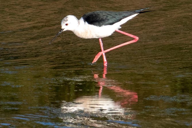 Lisbon : Birdwatching Boat Tour - Tagus Estuary - Comfort on the Water: Steady, Then a Bit Bumpy