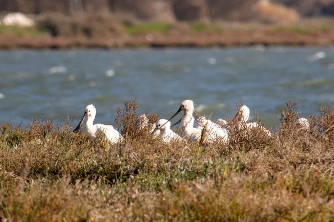 Lisbon : Birdwatching Boat Tour - Tagus Estuary - What’s Included (and What You’ll Need to Bring)