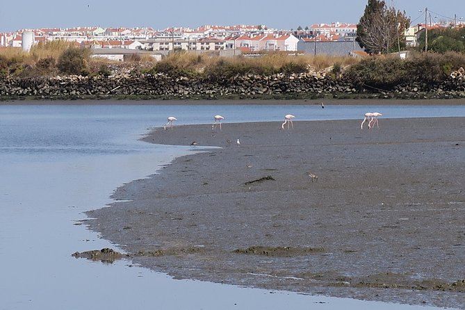 Lisbon : Birdwatching Boat Tour - Tagus Estuary - Meeting at SeaEO Tours Dock and How the Trip Starts