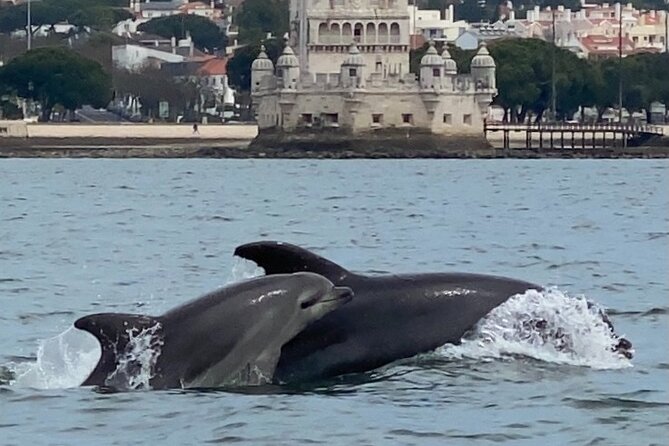 Lisbon: Dolphin Watching with Marine Biologist – Small Group - The Speedboat Reality Check: Cold Wind, Wet Spray, and Seat Choices