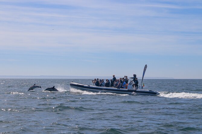 Lisbon: Dolphin Watching with Marine Biologist – Small Group - What Happens If Dolphins Don’t Show: Wild Animals, Not a Factory Line