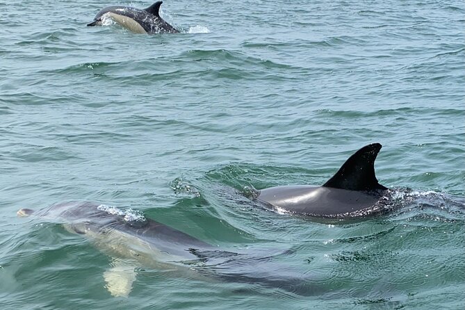 Lisbon: Dolphin Watching with Marine Biologist – Small Group - Weather Can Change Plans: Wind, Safety, and Options