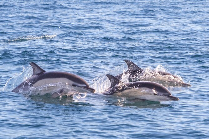 Lisbon: Dolphin Watching with Marine Biologist – Small Group - Price and Value: Is $78.61 Worth It?