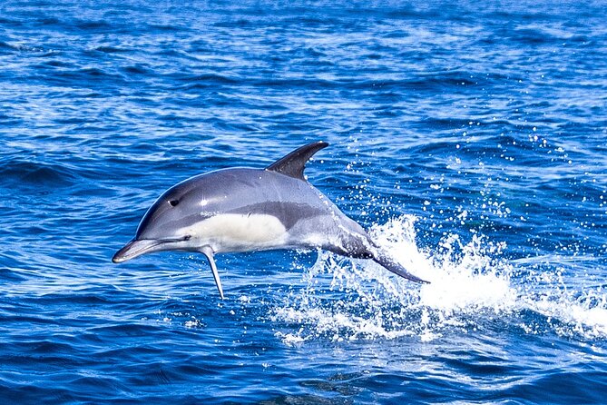 Lisbon: Dolphin Watching with Marine Biologist – Small Group - The 3-Hour Cruise Loop: Ponte 25 de Abril to Belém and MAAT