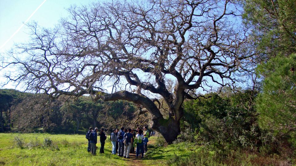 Lisbon: Hiking in Arrábida Natural Park - Timing and logistics: how the day usually runs from Lisbon