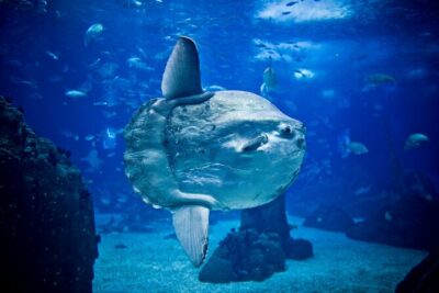 Lisbon Hop-On Hop-Off Bus and Boat Tour with Oceanário Ticket - Stop-by-stop: using the bus to hit Belem Tower and Jerónimos without stress