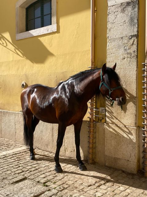 Lisbon: Morning of Equestrian Art with Lusitano Horses - Your schedule: 11am–1pm, with the sweet spot at 11:00–12:30