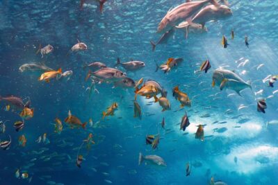 Lisbon Oceanarium and Belém and Modern Lisbon bus Hop On Hop Off Tours 48h - Belém and Modern Lisbon: the sightseeing structure without the planning headache