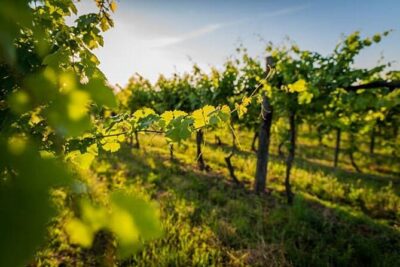 Lisbon: Private Arrábida & Comporta Wine Tour - Lisbon to Arrábida Natural Park: the morning views without the fuss