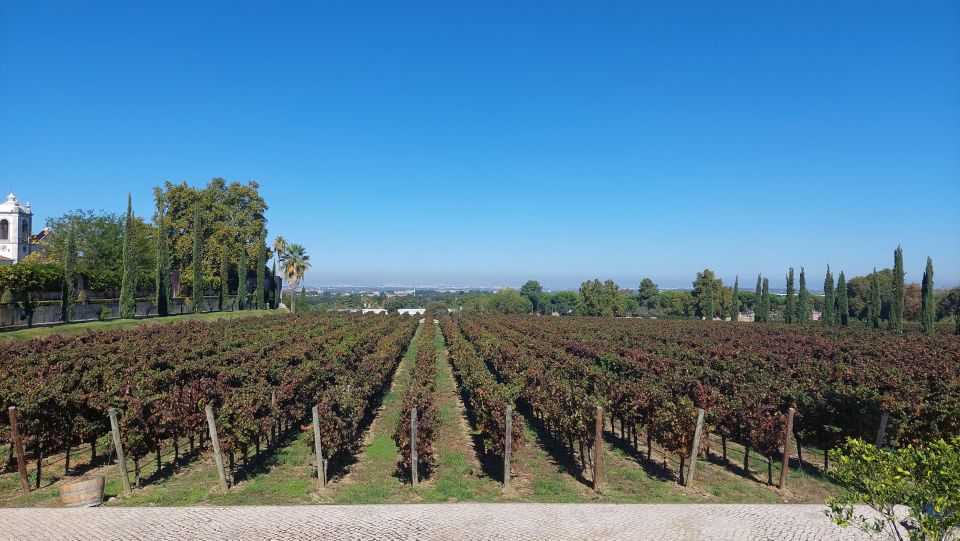 Lisbon: Private Full-Day Wine Tasting Tour in a premium car - Key Highlights You’ll Care About