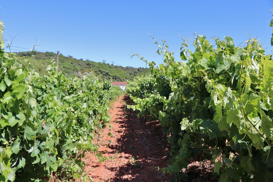 Lisbon Private Setúbal Region Wine Tasting Tour - Food pairing that actually matters: cheese snacks and Palmela lunch