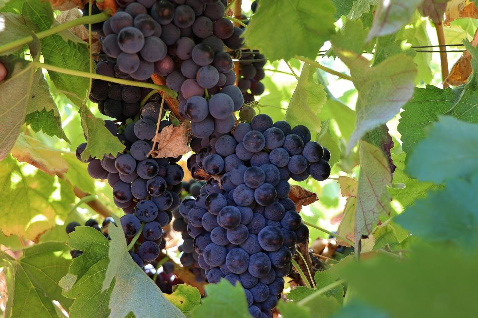 Lisbon Private Setúbal Region Wine Tasting Tour - Private guide magic: Rodrigo, João, Paolo, and Vasco set the tone