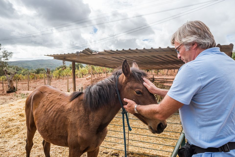 Lisbon Private Setúbal Region Wine Tasting Tour - Practical tips so the day stays fun (not tiring)