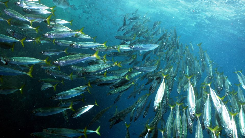 Lisbon: Snorkelling in Sesimbra/Arrábida Natural Park - Sesimbra and Arrábida: Why This Snorkel Area Feels Special