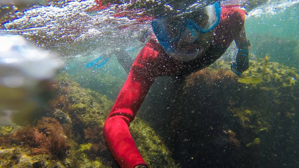Lisbon: Snorkelling in Sesimbra/Arrábida Natural Park - Gear Included, Wetsuit On, and Rules That Keep Things Smooth