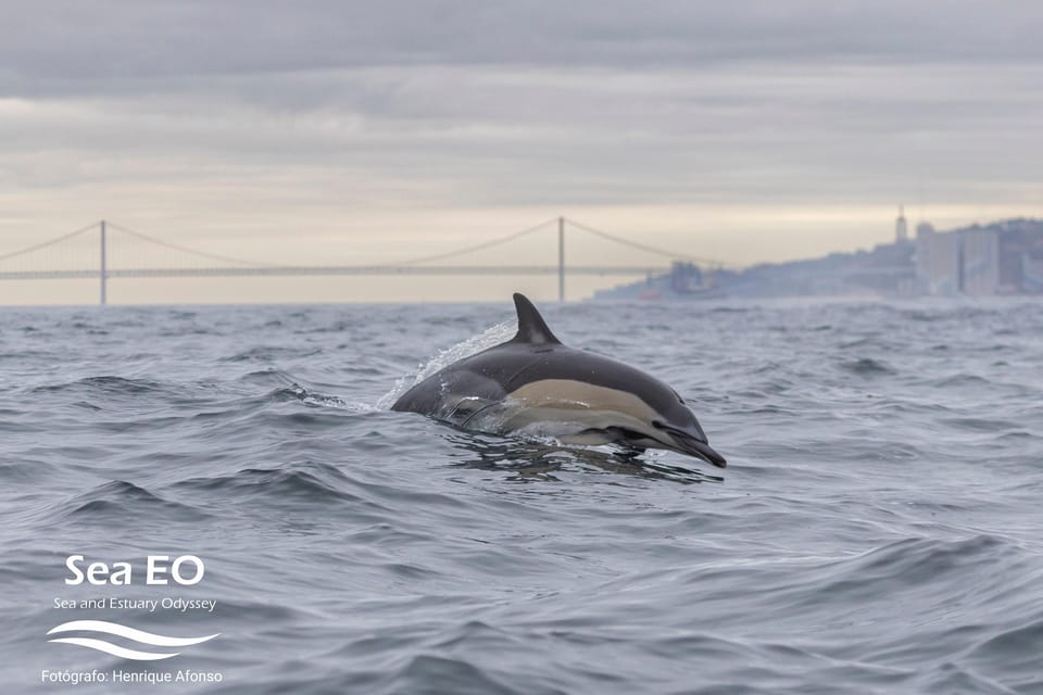 Lisbon: Speedboat Trip to Bugio Lighthouse - Comfort, safety, and who should think twice