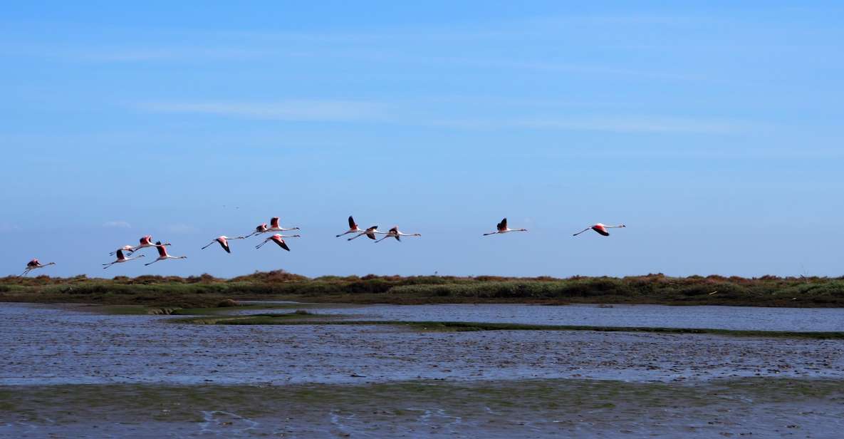 Lisbon: Tagus Estuary Nature Reserve Birdwatching Boat Tour - Key things that make this tour worth your time