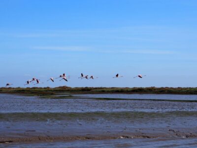 Lisbon: Tagus Estuary Nature Reserve Birdwatching Boat Tour - Starting at Onda Luso-Americana: quick, simple meeting and safety setup