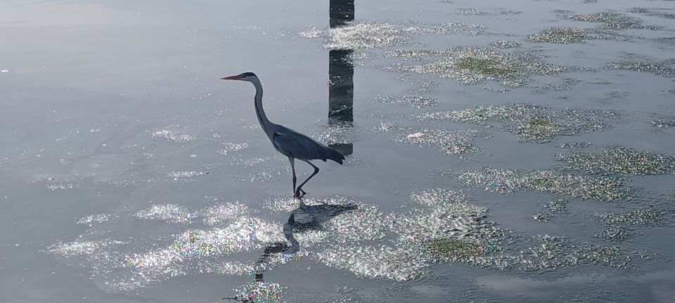 Lisbon: Tagus Estuary Nature Reserve Birdwatching Boat Tour - Small-group speedboat comfort: better spotting, less waiting