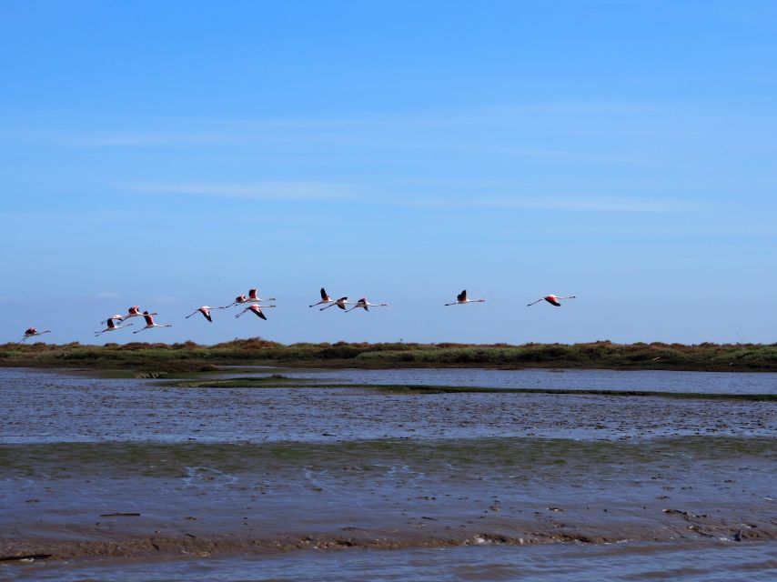 Lisbon: Tagus Estuary Nature Reserve Birdwatching Boat Tour - Starting at Onda Luso-Americana: quick, simple meeting and safety setup