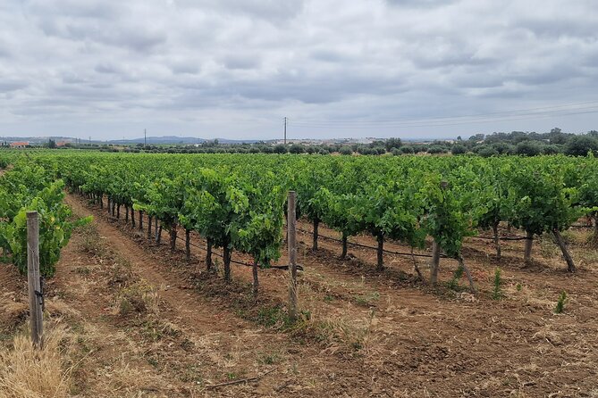 Lisbon Wine Tour: Azeitao, Setubal and Arrabida and Hotel Pickup - Azeitão wine tasting: the day’s first real flavor moment