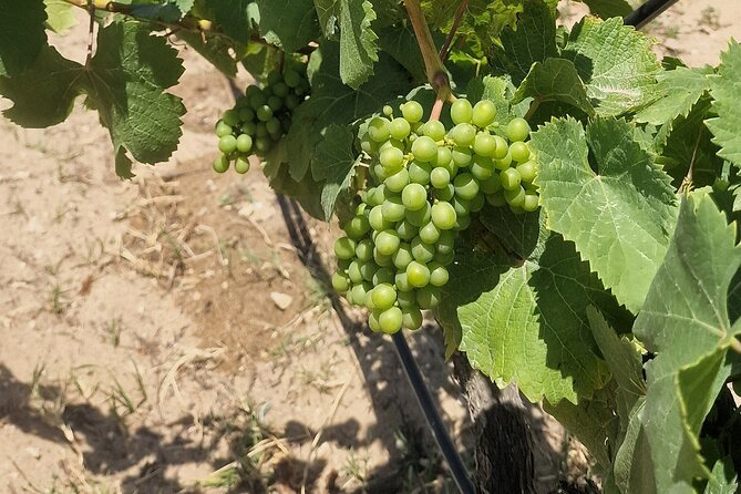 Lisbon Wine Tour: Azeitao, Setubal and Arrabida and Hotel Pickup - The Azeitão lunch pause: what to plan since it isn’t included