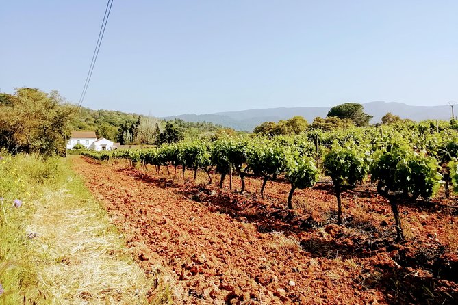 Lisbon´s South Sights & Wine Private Tour - Christ the King Viewpoint and the Drive Back to Lisbon